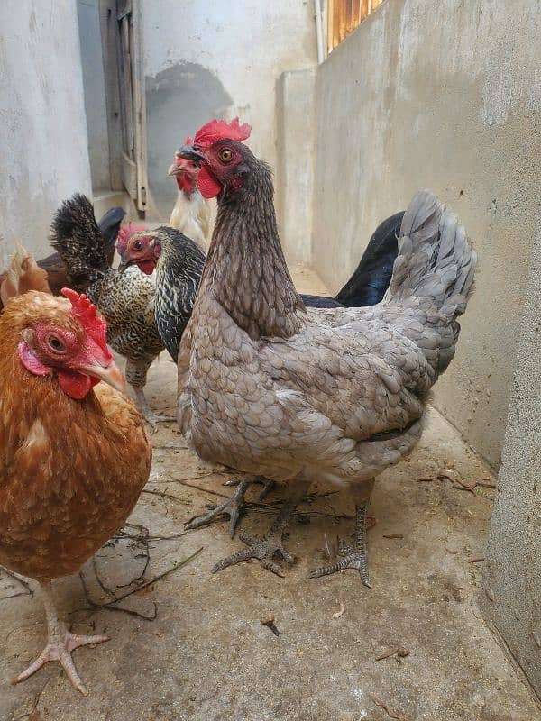 desi hen for sale ha healthy and active 4