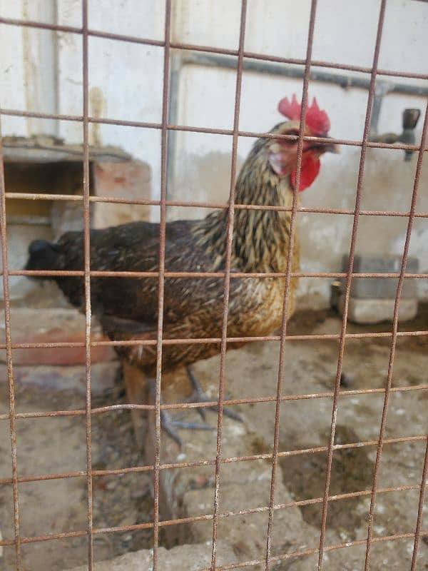 desi hen for sale ha healthy and active 6