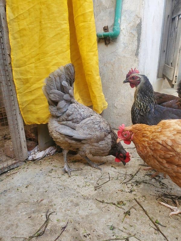 desi hen for sale ha healthy and active 7