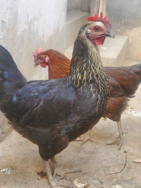 desi hen for sale ha healthy and active 8