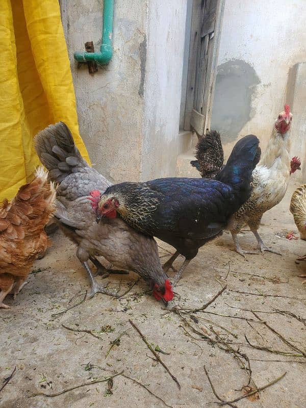 desi hen for sale ha healthy and active 9