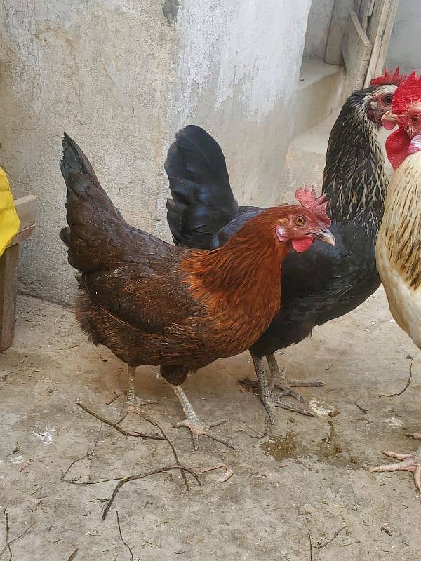 desi hen for sale ha healthy and active 10