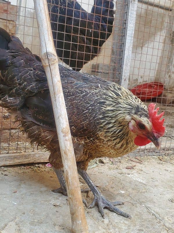 desi hen for sale ha healthy and active 11