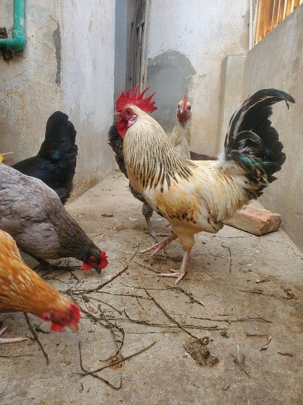 desi hen for sale ha healthy and active 12