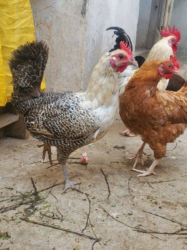 desi hen for sale ha healthy and active 13