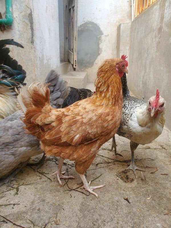 desi hen for sale ha healthy and active 14