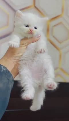 03479438816 available all types kittten cat more detail contact