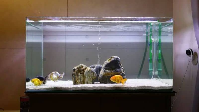 Glass Aquarium for real fishes 2