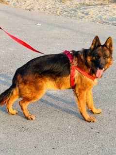 German Shepherd