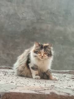 Persian kitten