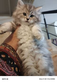 regamamugfin Persian silver grey kitten