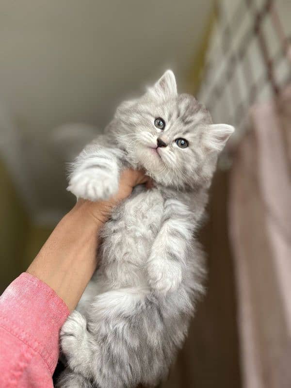 regamamugfin Persian silver grey kitten 1