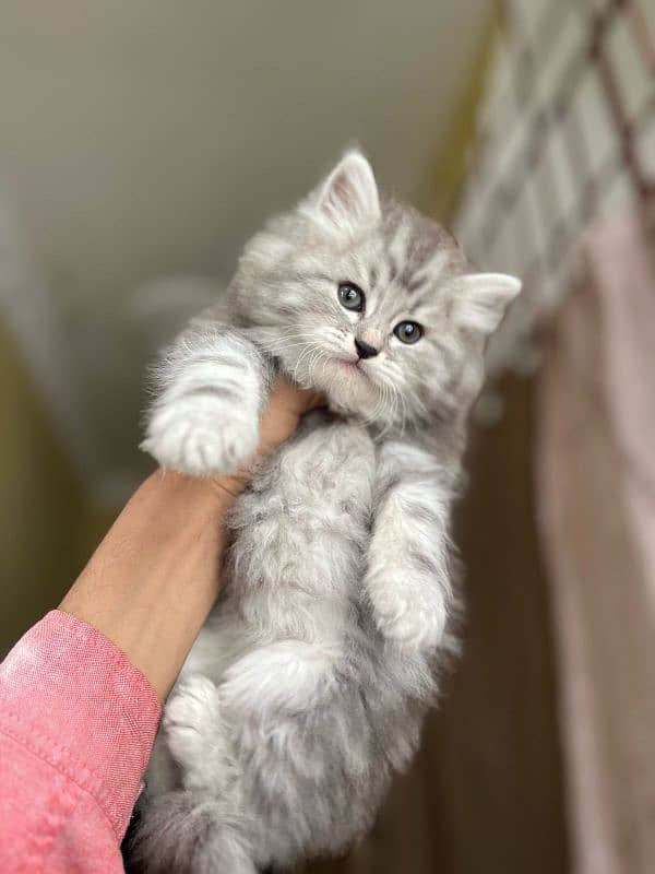 regamamugfin Persian silver grey kitten 2