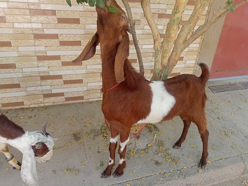 goats for sale. 2