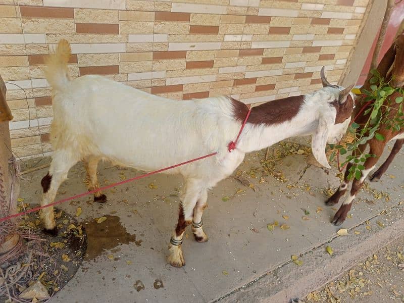 goats for sale. 3