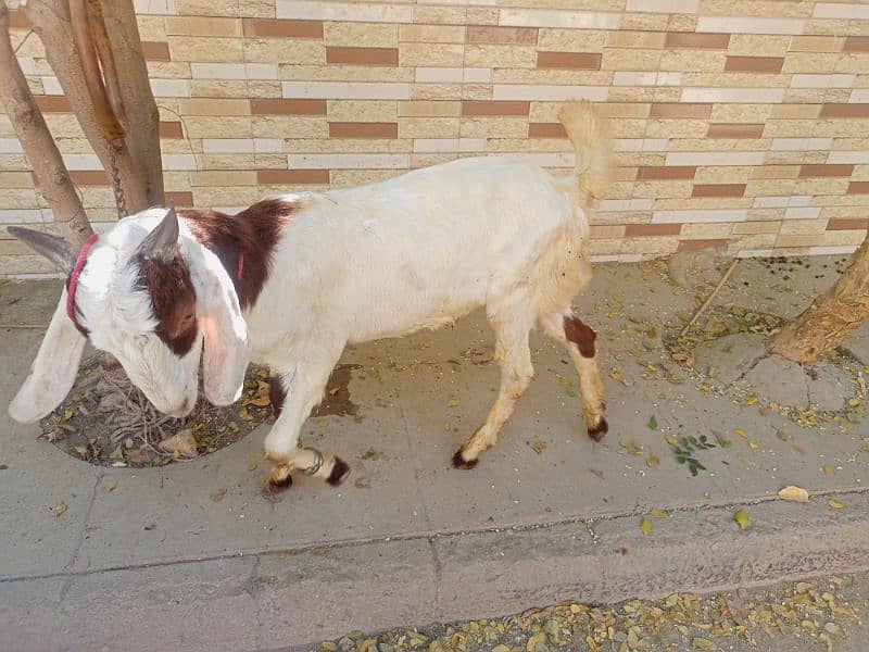 goats for sale. 4