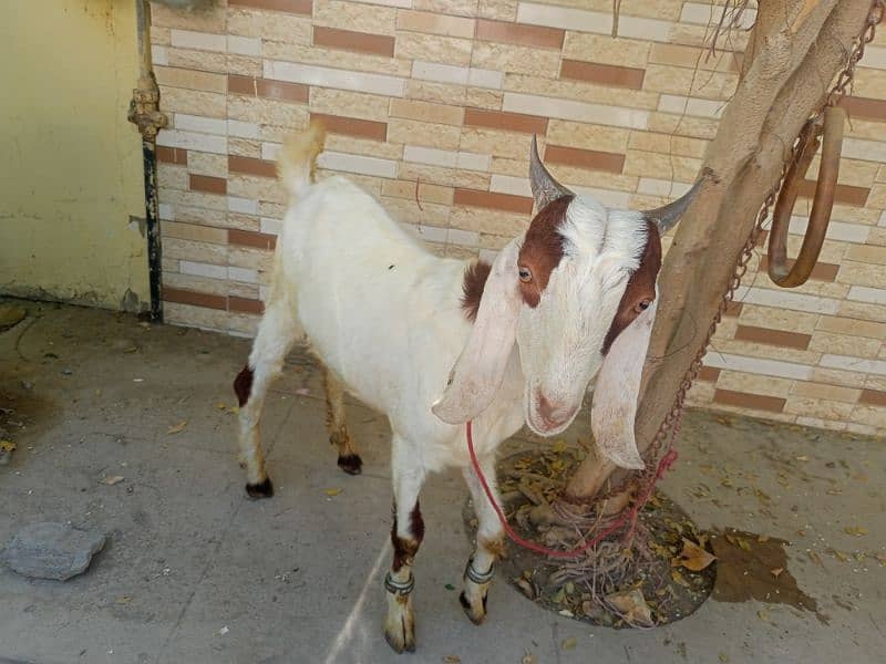 goats for sale. 6