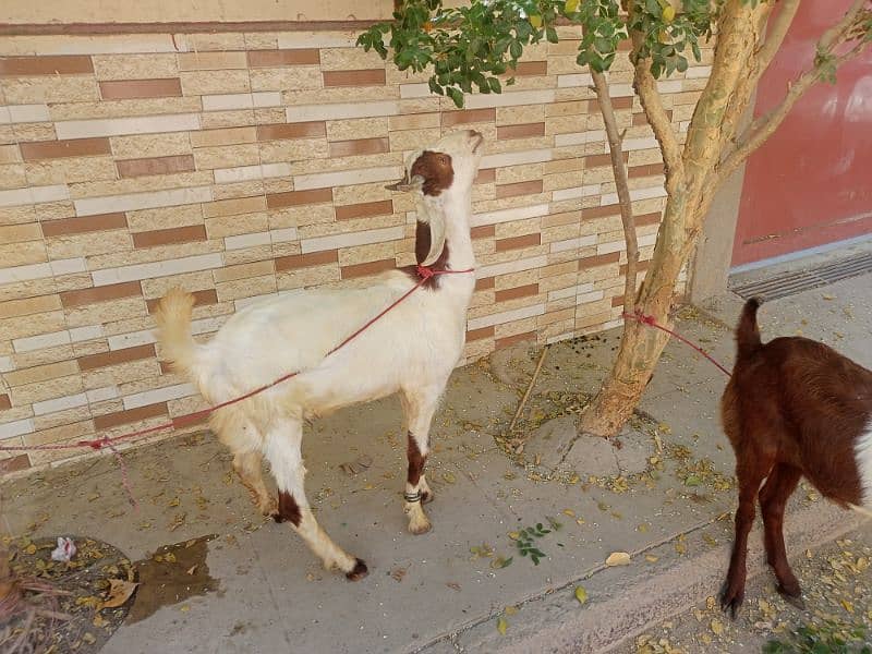 goats for sale. 7