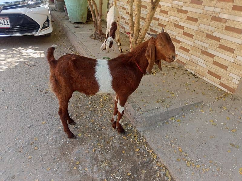 goats for sale. 8