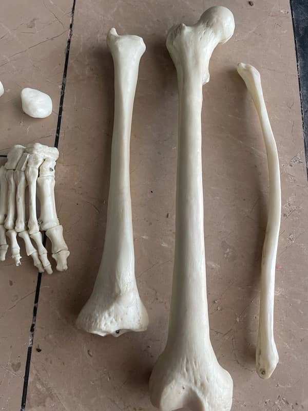 Lower limb bones model 0