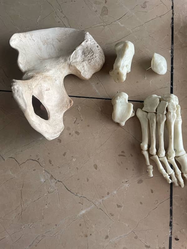 Lower limb bones model 1