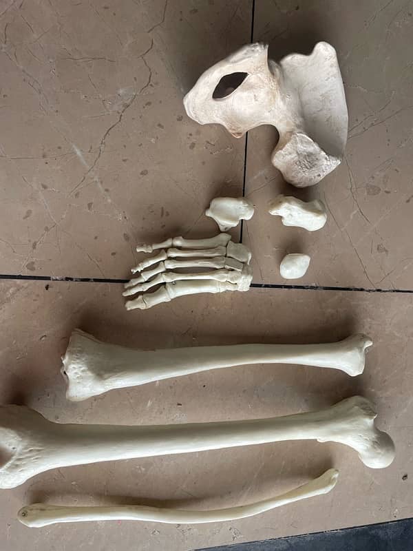 Lower limb bones model 2