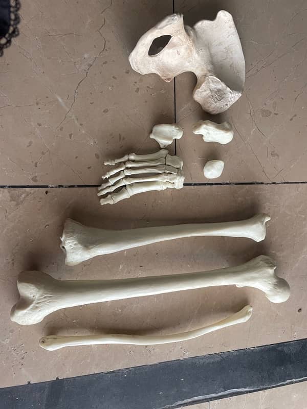 Lower limb bones model 3