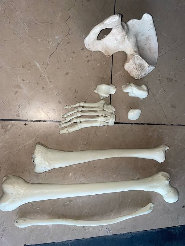 Lower limb bones model 4