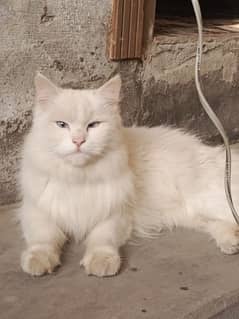 Persian cat