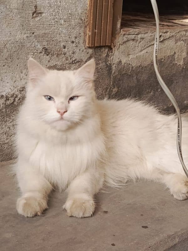 Persian cat 0