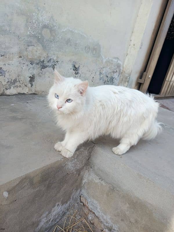 Persian cat 1