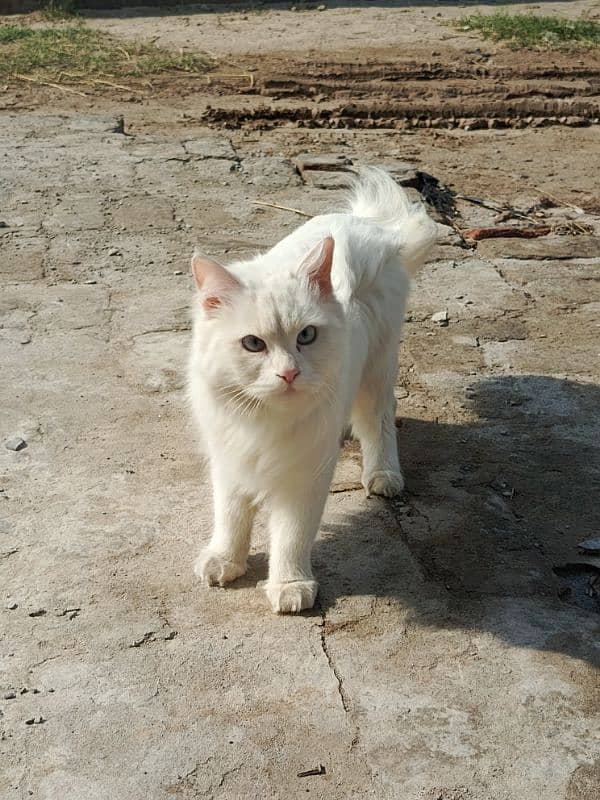 Persian cat 2