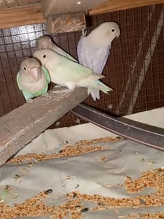 Albino love birds for sale