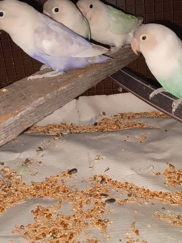 Albino love birds for sale 1