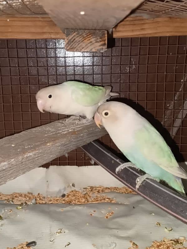 Albino love birds for sale 2