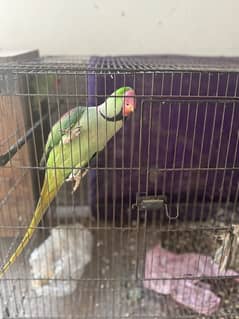 Raw parrot pair  1 year age