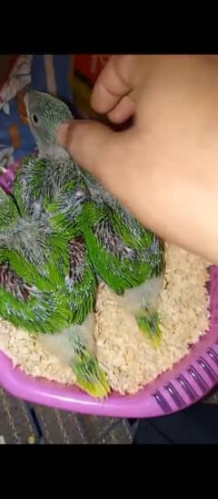 bolne walay tootay k bachay green parrot