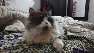 Persian female cat