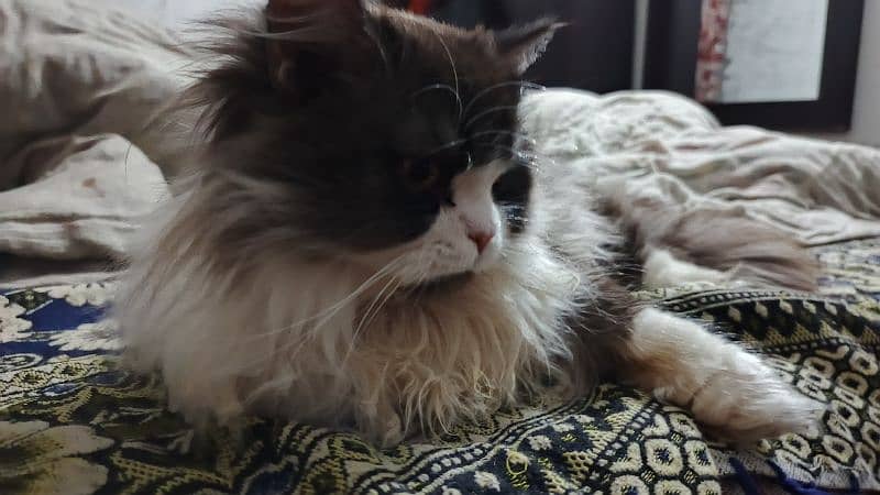 Persian female cat 1