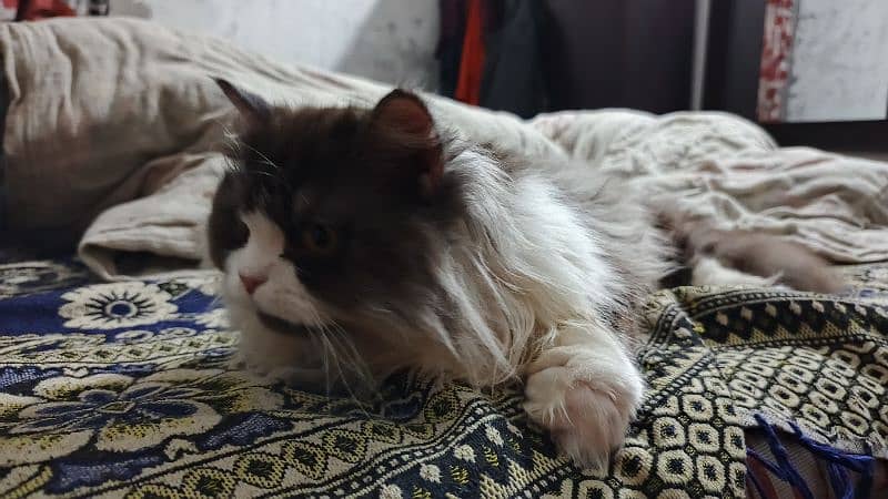 Persian female cat 3