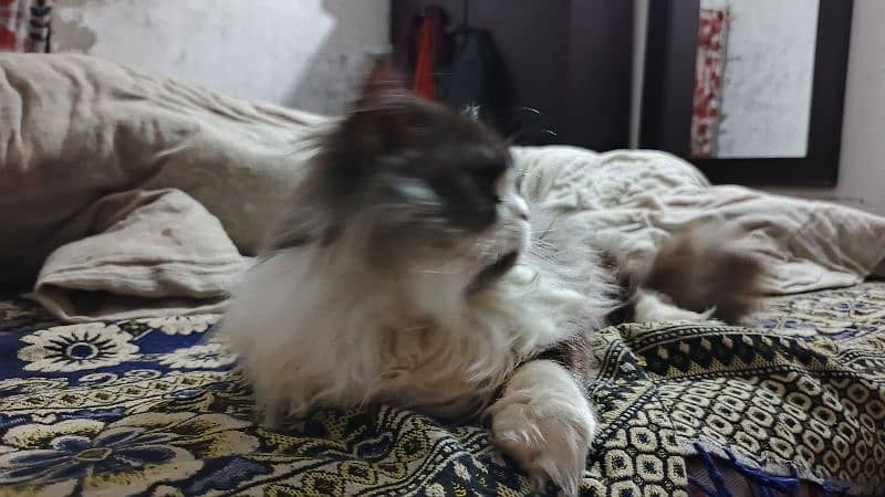 Persian female cat 4