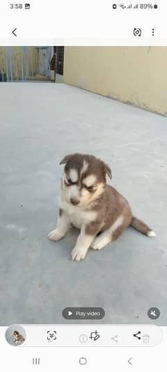 husky