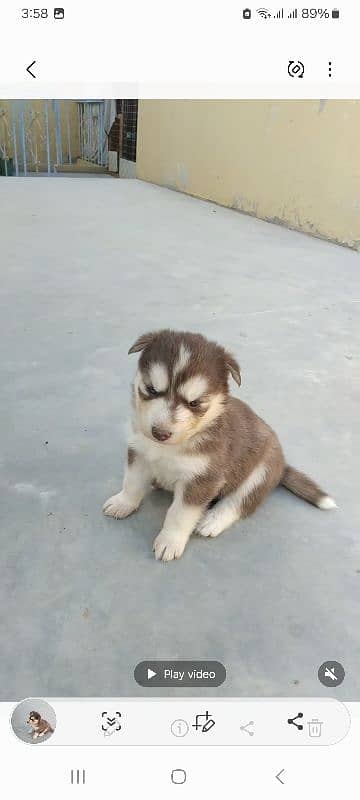 husky puppy blue eyes age 25 days old 0