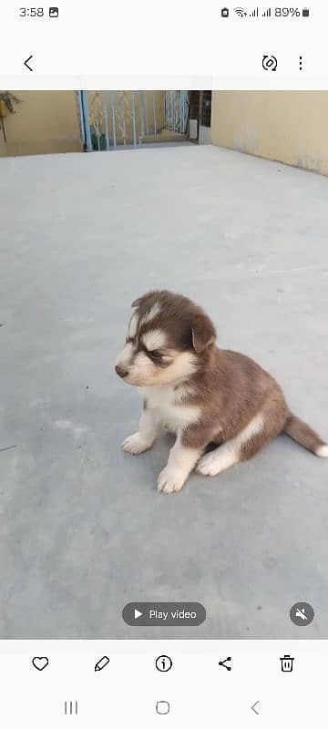 husky puppy blue eyes age 25 days old 1