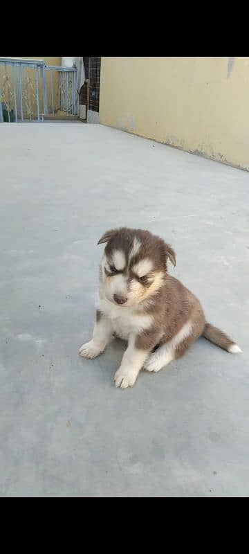 husky puppy blue eyes age 25 days old 2