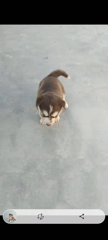 husky puppy blue eyes age 25 days old 3