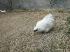 Silkie Breeder pair