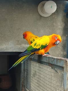 Sunconure Breeder Pair | conure Parrot | Parrot Chicks