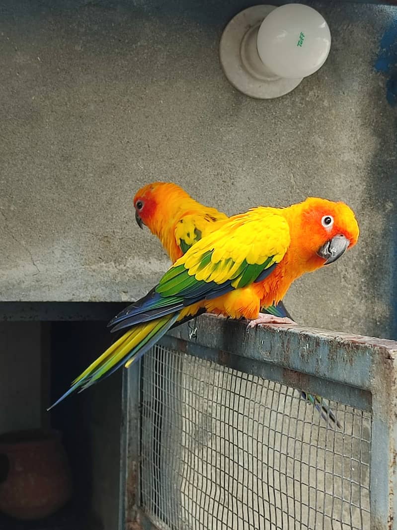 Sunconure Breeder Pair | conure Parrot | Parrot Chicks 0