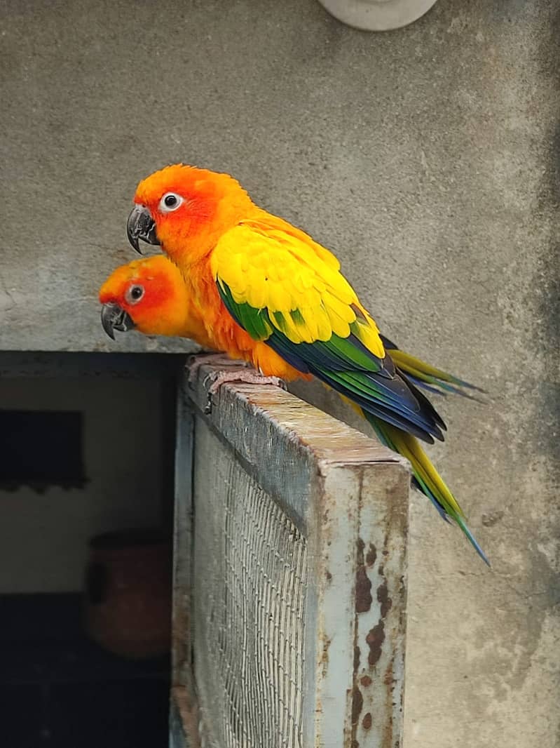 Sunconure Breeder Pair | conure Parrot | Parrot Chicks 2